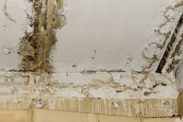 Professional Mold Removal in Montgomery, AL