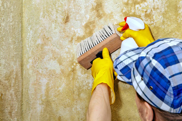 Best Mold Remediation for Vacation Homes  in Montgomery, AL