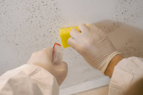 Environmental Consulting for Mold Prevention in Montgomery, AL